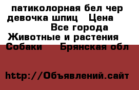 патиколорная бел/чер девочка шпиц › Цена ­ 15 000 - Все города Животные и растения » Собаки   . Брянская обл.